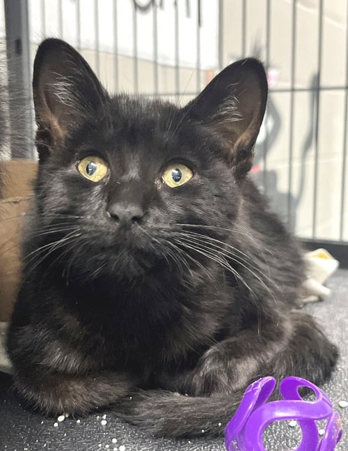 SCORPIO - Domestic Short Hair available for adoption