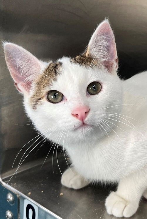 IRELAND - Domestic Short Hair available for adoption