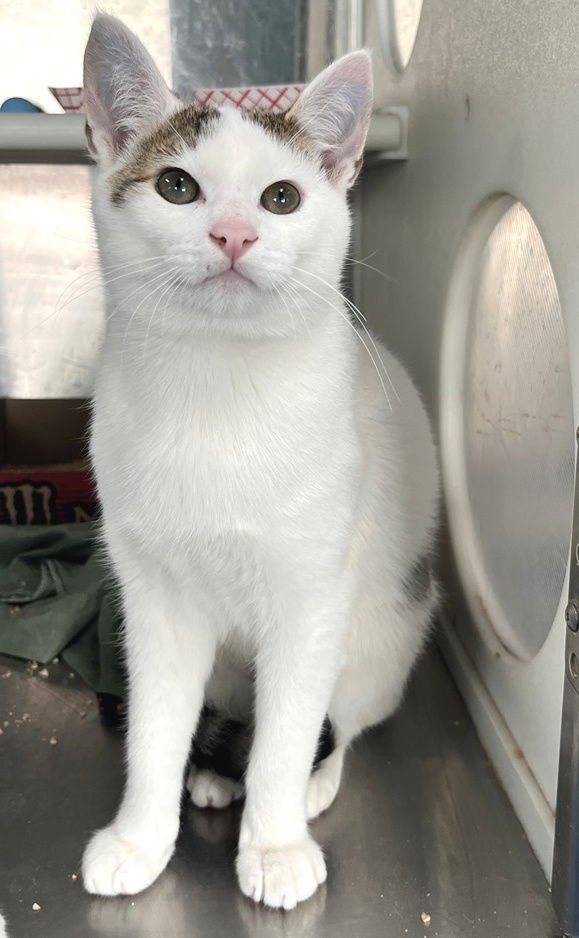 IRELAND - Domestic Short Hair available for adoption