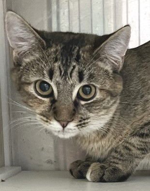 NASTIA - Tabby / Calico available for adoption