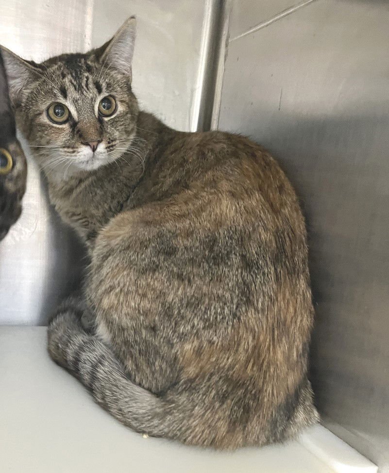 NASTIA - Tabby / Calico available for adoption