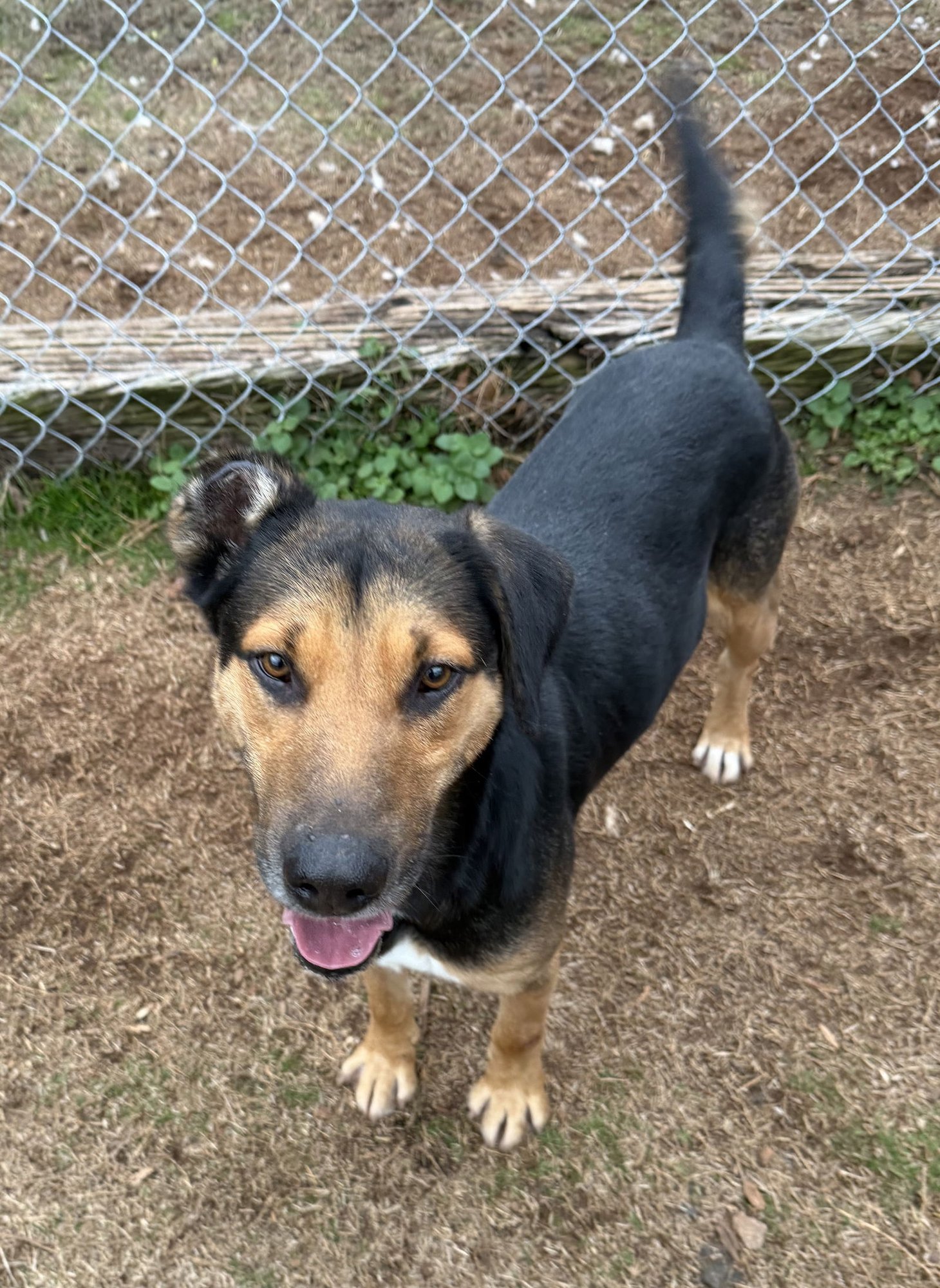 BLACKJACK - German Shepherd Dog available for adoption