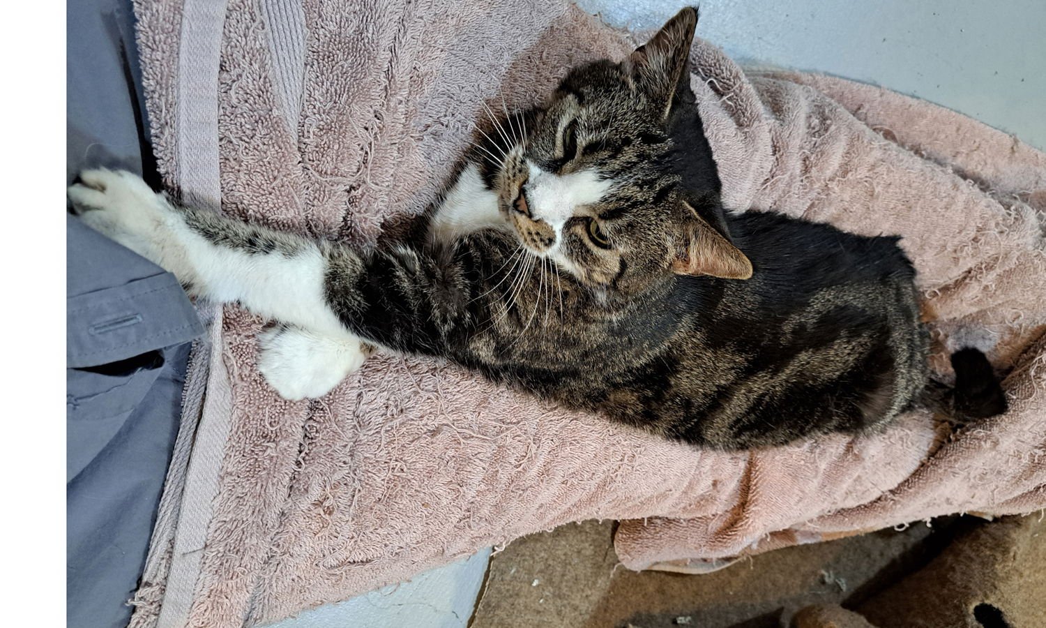 EMMY - Tabby / Domestic Short Hair available for adoption