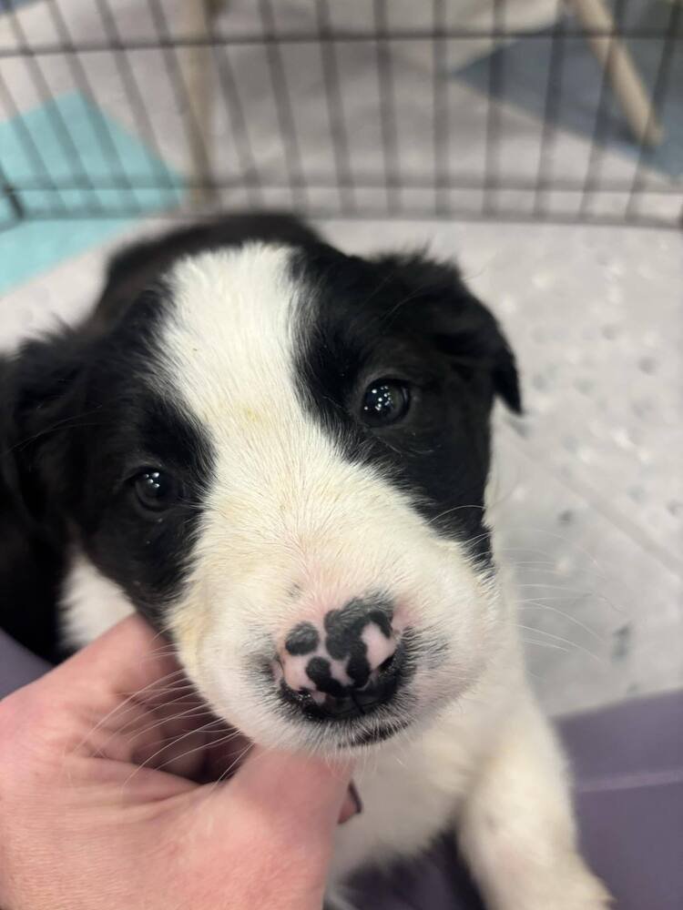 MAZIE - Border Collie available for adoption