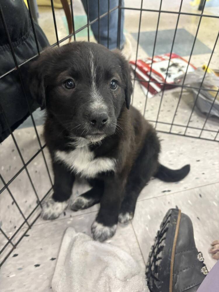 KERNEL - Border Collie available for adoption