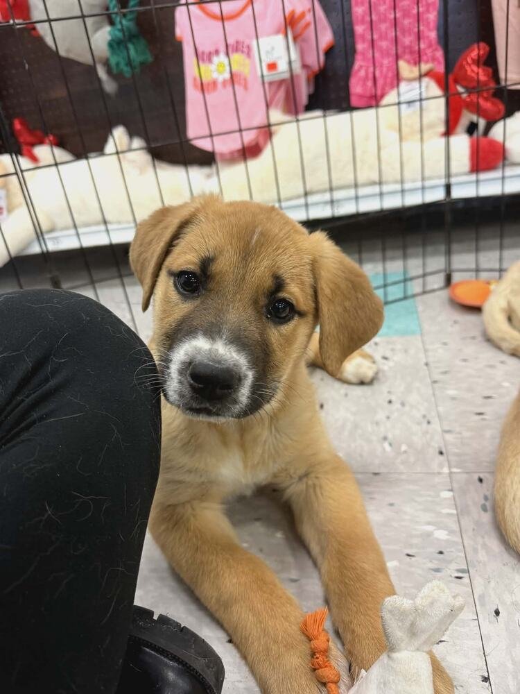 FRANKIE - Labrador Retriever available for adoption