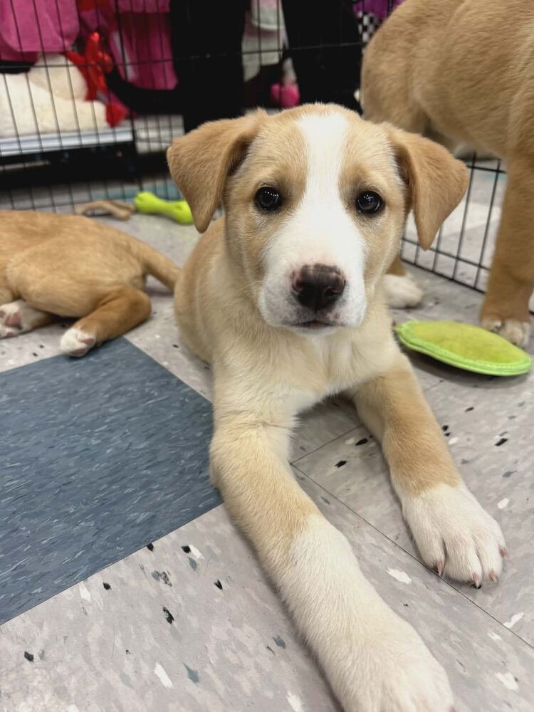 SADIE - Labrador Retriever available for adoption