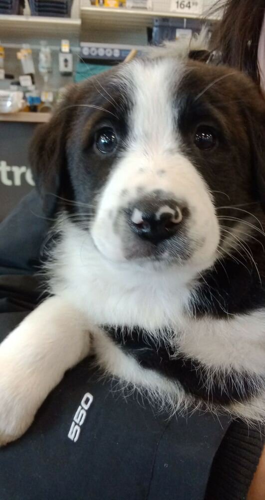 HUSK - Bernese Mountain Dog / Border Collie available for adoption