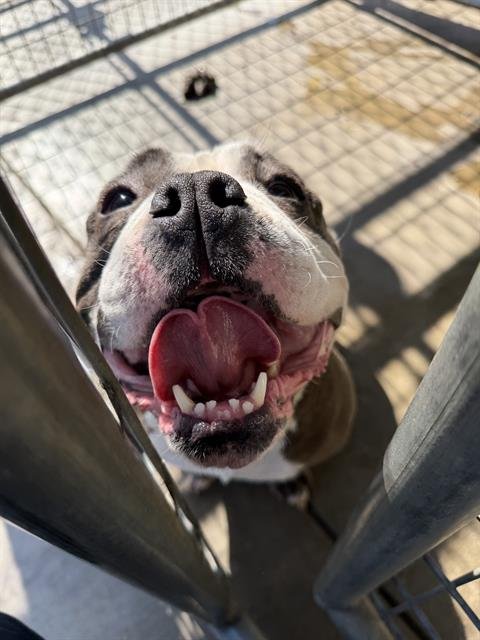 *BUNTY - English Bulldog / French Bulldog available for adoption
