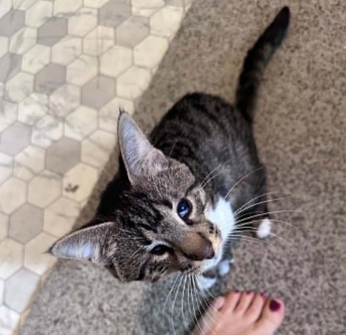 ENDO - Tabby / Domestic Short Hair available for adoption