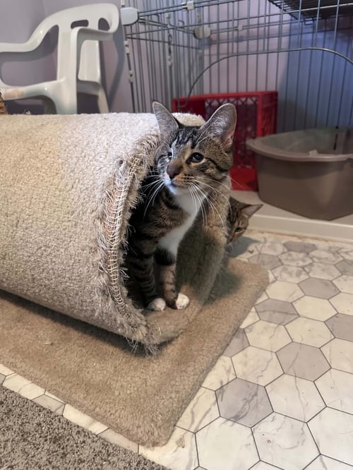 ENDO - Tabby / Domestic Short Hair available for adoption