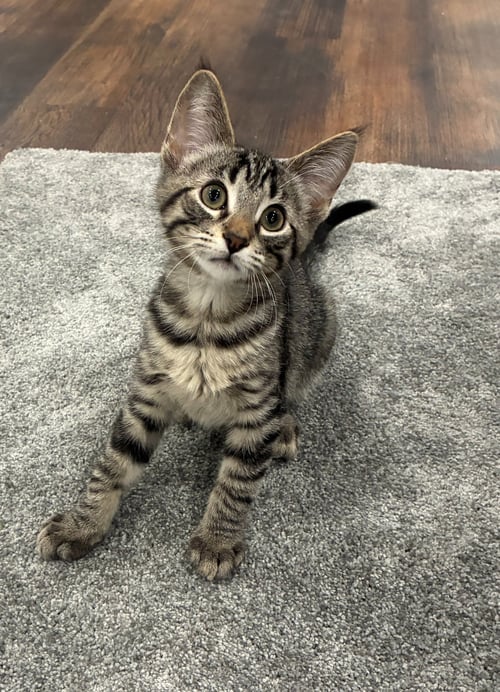RALEIGH - Domestic Short Hair available for adoption