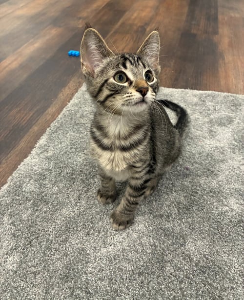 RALEIGH - Domestic Short Hair available for adoption