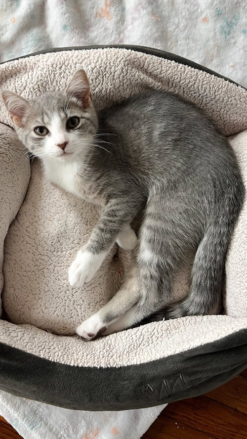 MARIE - Tabby / Domestic Short Hair available for adoption