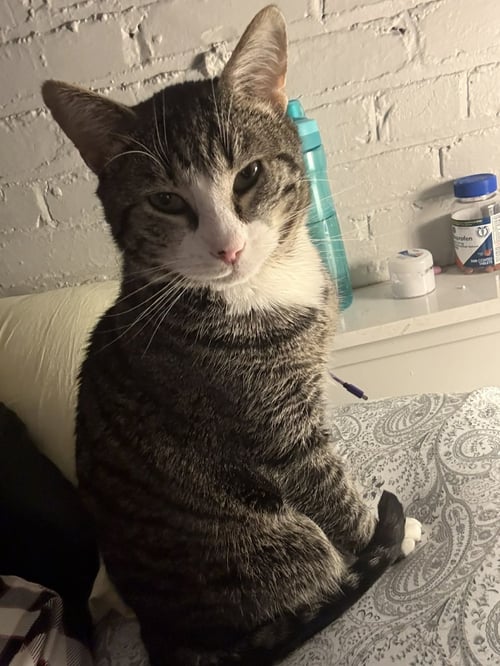GRANT - Tabby / Domestic Short Hair available for adoption