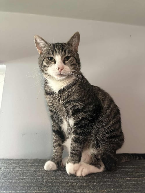 GRANT - Tabby / Domestic Short Hair available for adoption