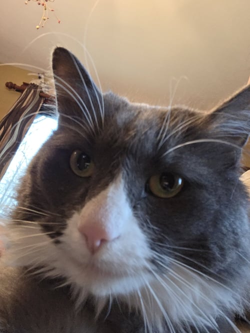 ZZ "PATCHES" COURTESY LISTING - Domestic Long Hair available for adoption