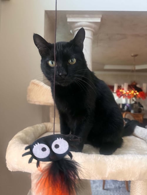 LEROY LAP CAT CUDDLER! - Domestic Short Hair available for adoption