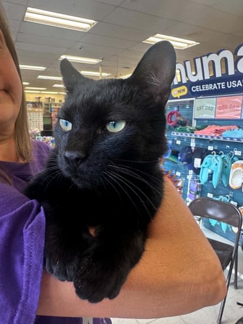 LEROY - Domestic Short Hair available for adoption