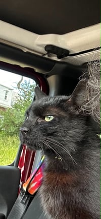 Leroy - Photo 4