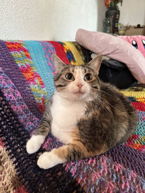 ZZ "EMMIE" COURTESY LISTING - American Shorthair available for adoption