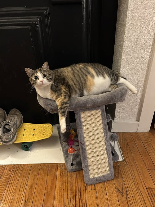 ZZ "EMMIE" COURTESY LISTING - American Shorthair available for adoption