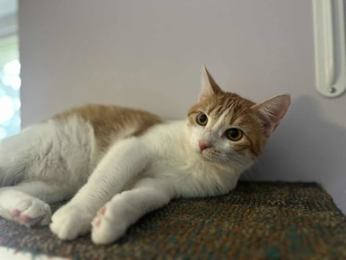 HERRERA THE SURVIVOR! - Tabby / Domestic Short Hair available for adoption