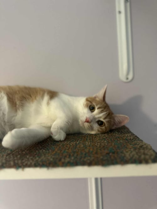 HERRERA THE SURVIVOR! - Tabby / Domestic Short Hair available for adoption