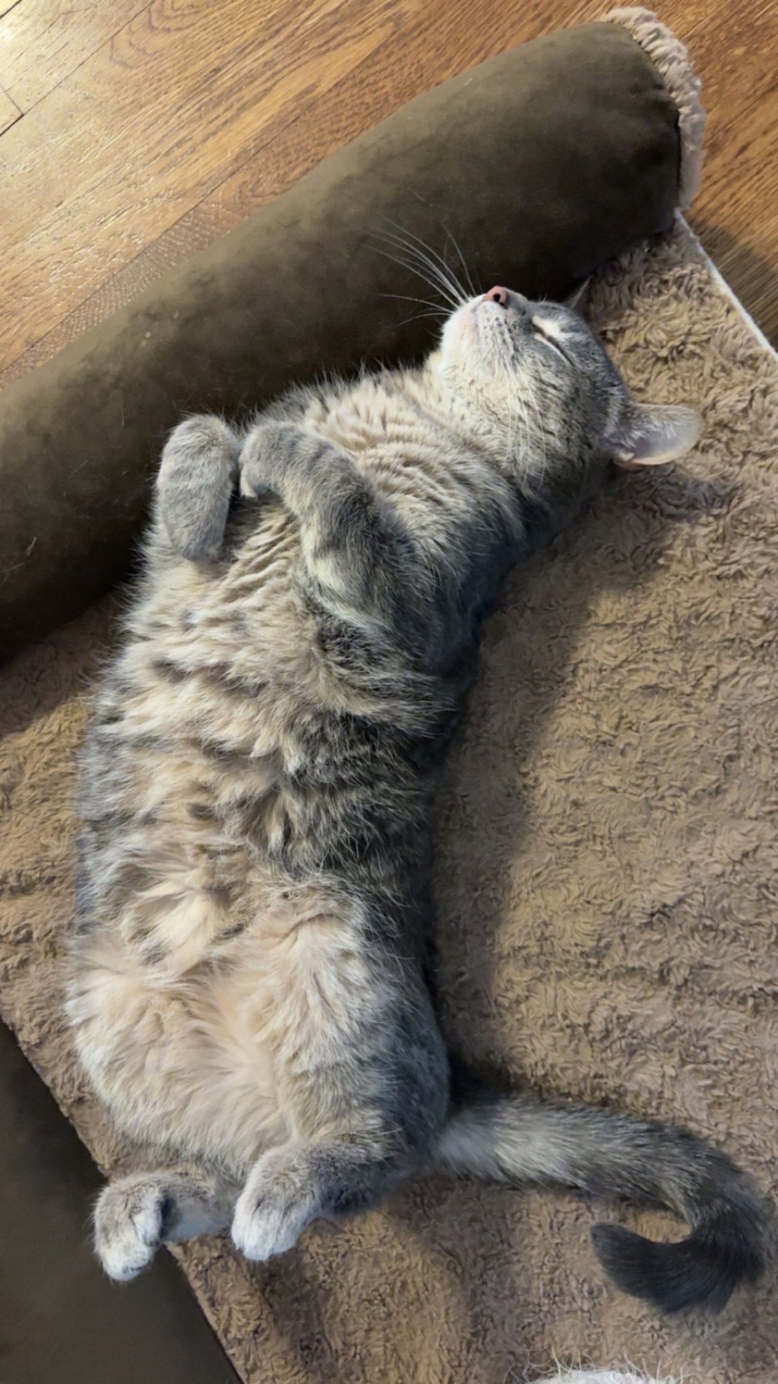 ZZ "CLEO" COURTESY LISTING - Tabby available for adoption