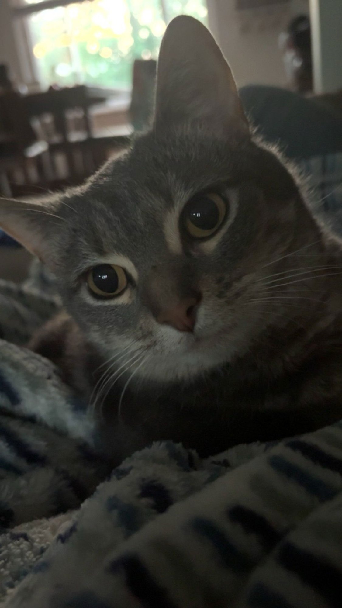 zz "Cleo" courtesy listing - Photo 4