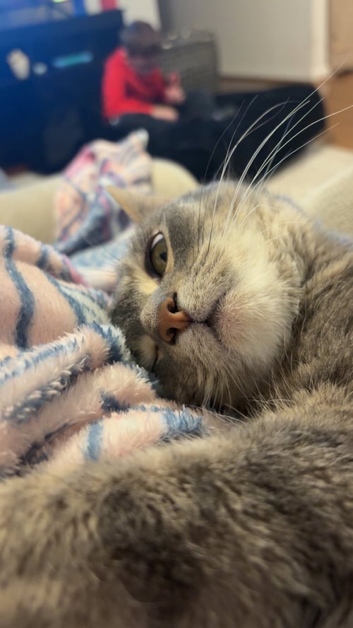 ZZ "CLEO" COURTESY LISTING - Tabby for adoption in Cincinnati
