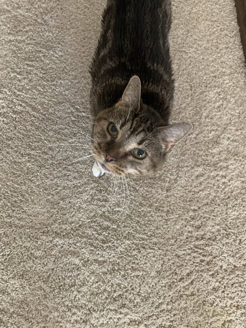 ZZ "AGATHA" COURTESY LISTING - Tabby available for adoption