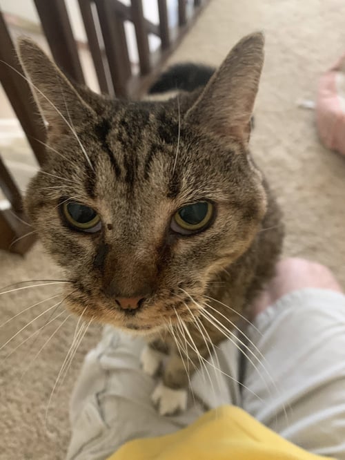 ZZ "AGATHA" COURTESY LISTING - Tabby available for adoption