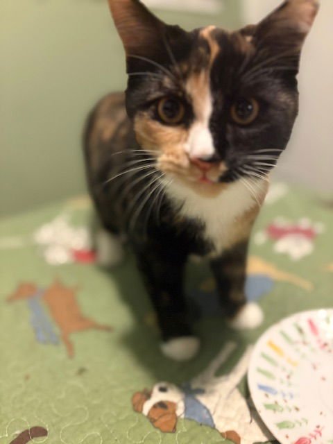 ZZ "EVIE" COURTESY LISTING - Tortoiseshell available for adoption