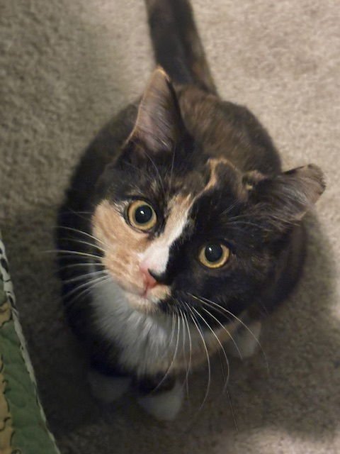 ZZ "EVIE" COURTESY LISTING - Tortoiseshell available for adoption