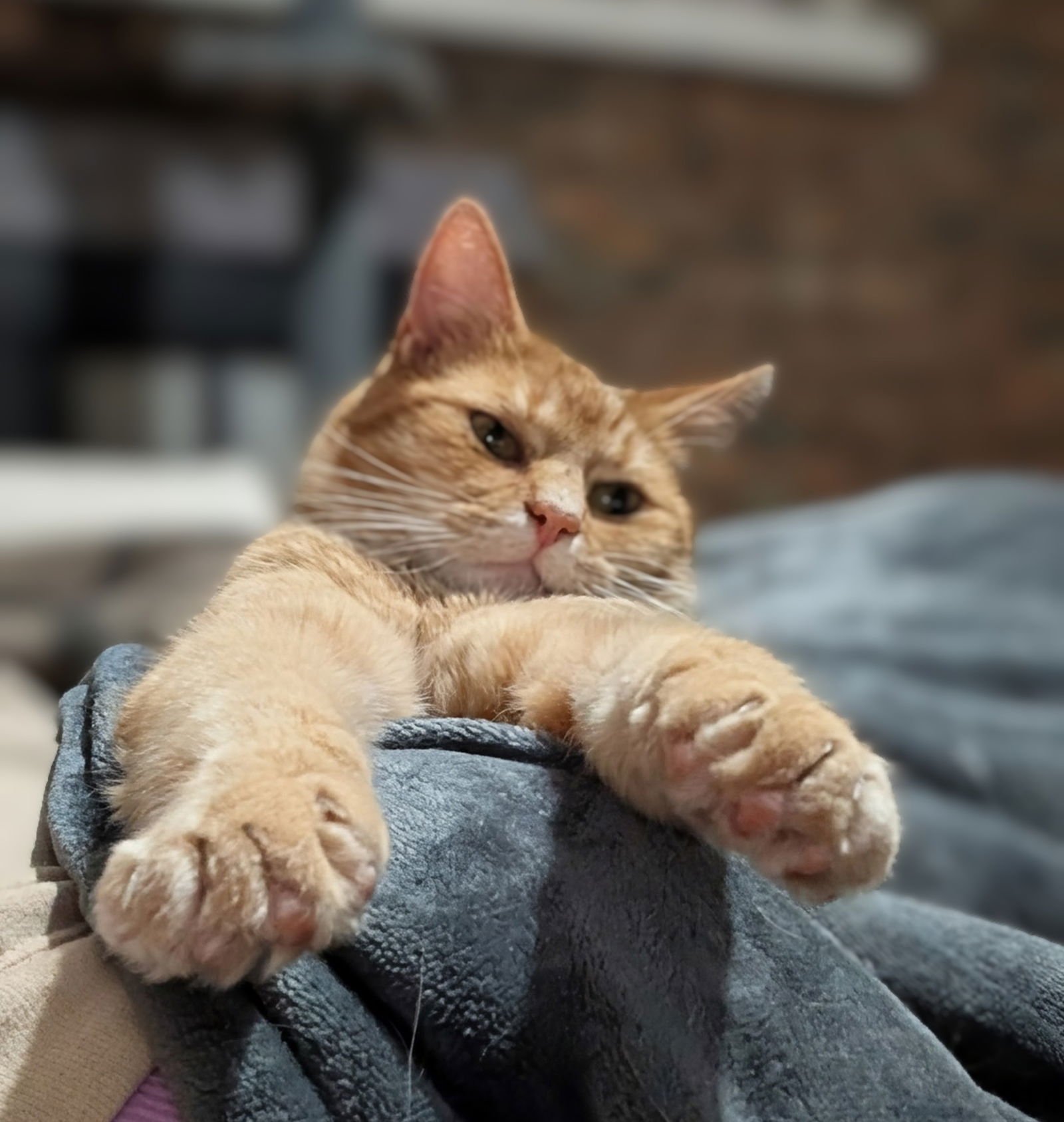 SUGAR BEAR - Domestic Short Hair available for adoption