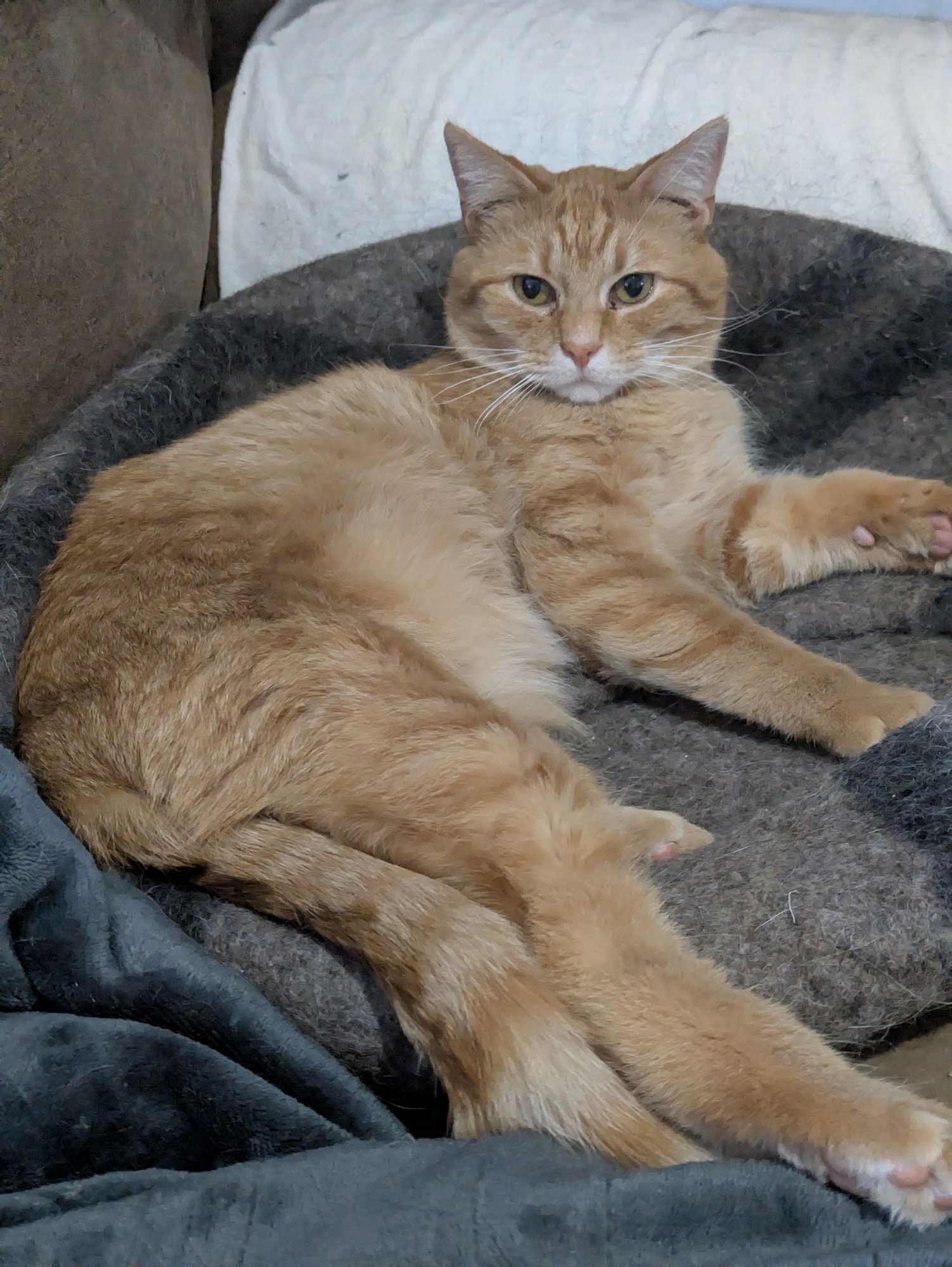 SUGAR BEAR - Domestic Short Hair available for adoption