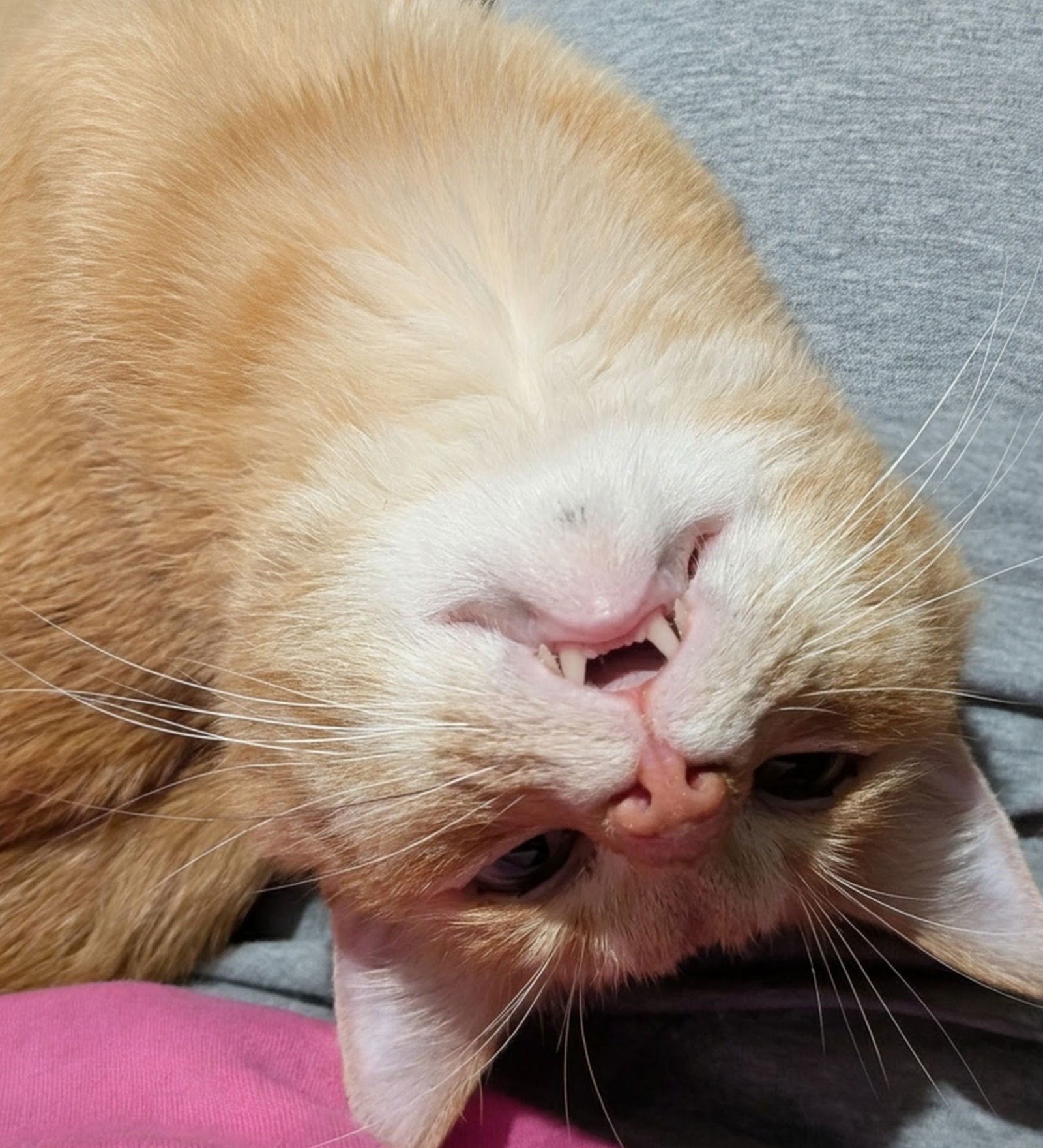 Sugar Bear - Photo 3