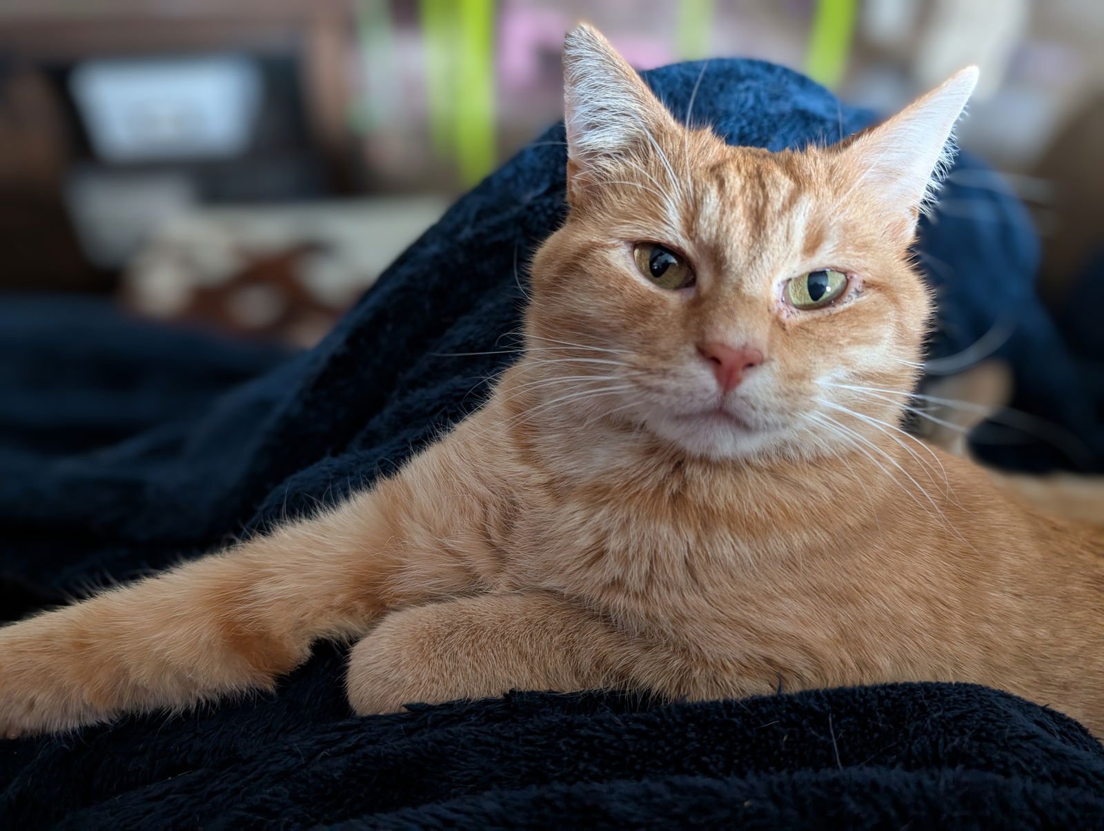 Sugar Bear - Photo 4