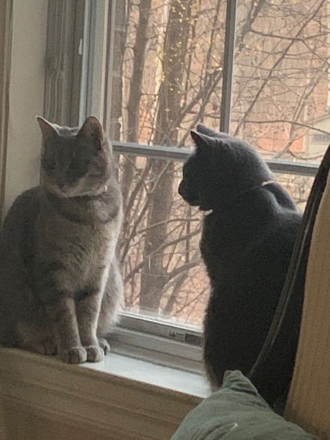 ZZ "PHYLLIS AND TIGER" COURTESY LISTING - Tabby available for adoption