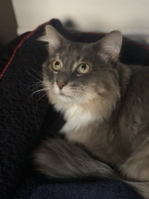 LEBANON - Domestic Long Hair / Norwegian Forest Cat available for adoption