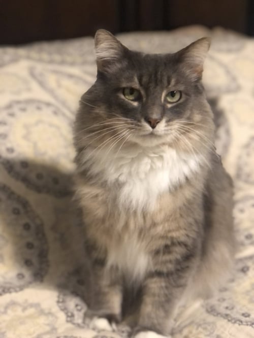 LEBANON - Domestic Long Hair / Norwegian Forest Cat available for adoption