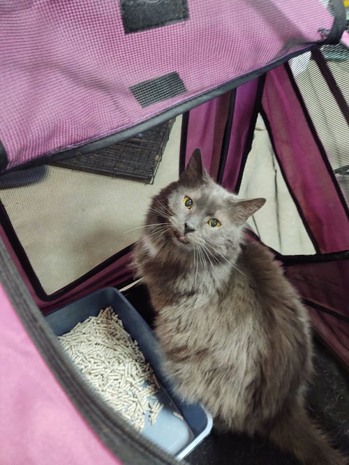 ZZ "SAMURAI" COURTESY LISTING - Russian Blue / Domestic Long Hair for adoption in Covington