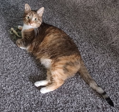 ZZ "ELLIE" COURTESY LISTING - Torbie / Tabby available for adoption