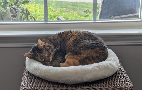 ZZ "ELLIE" COURTESY LISTING - Torbie / Tabby available for adoption