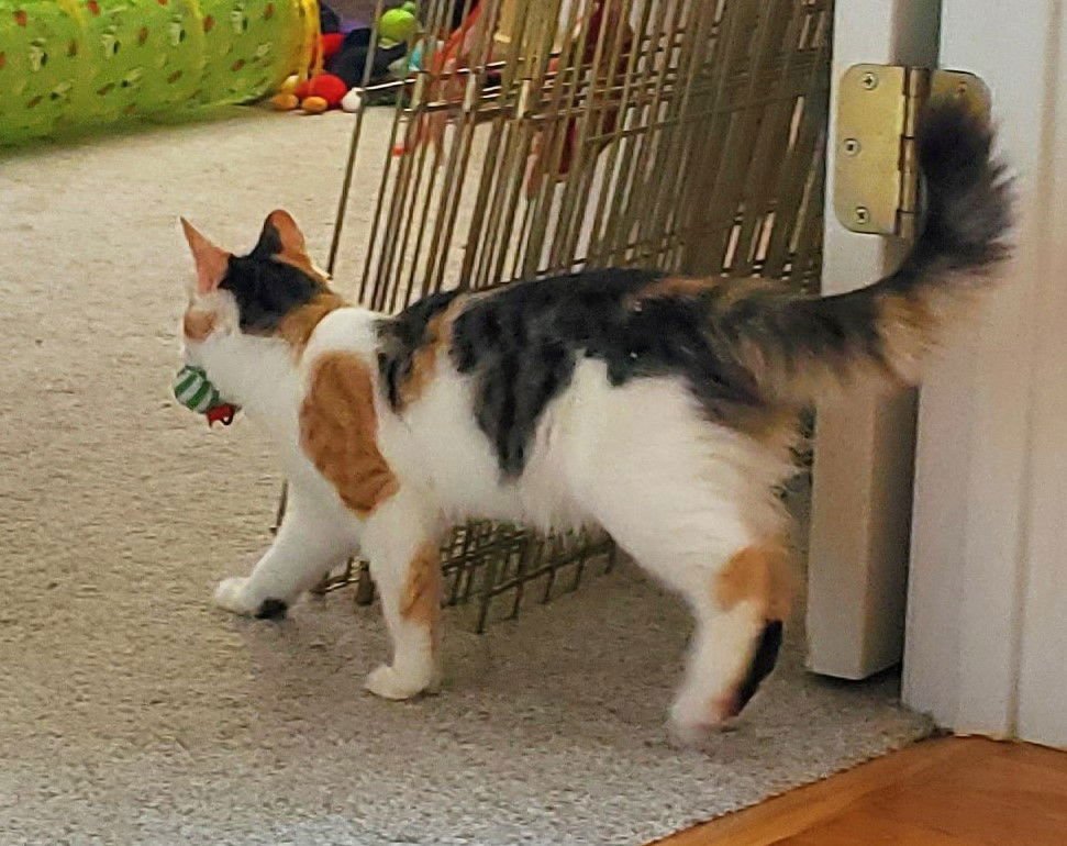 HAZEL - Domestic Medium Hair / Calico available for adoption