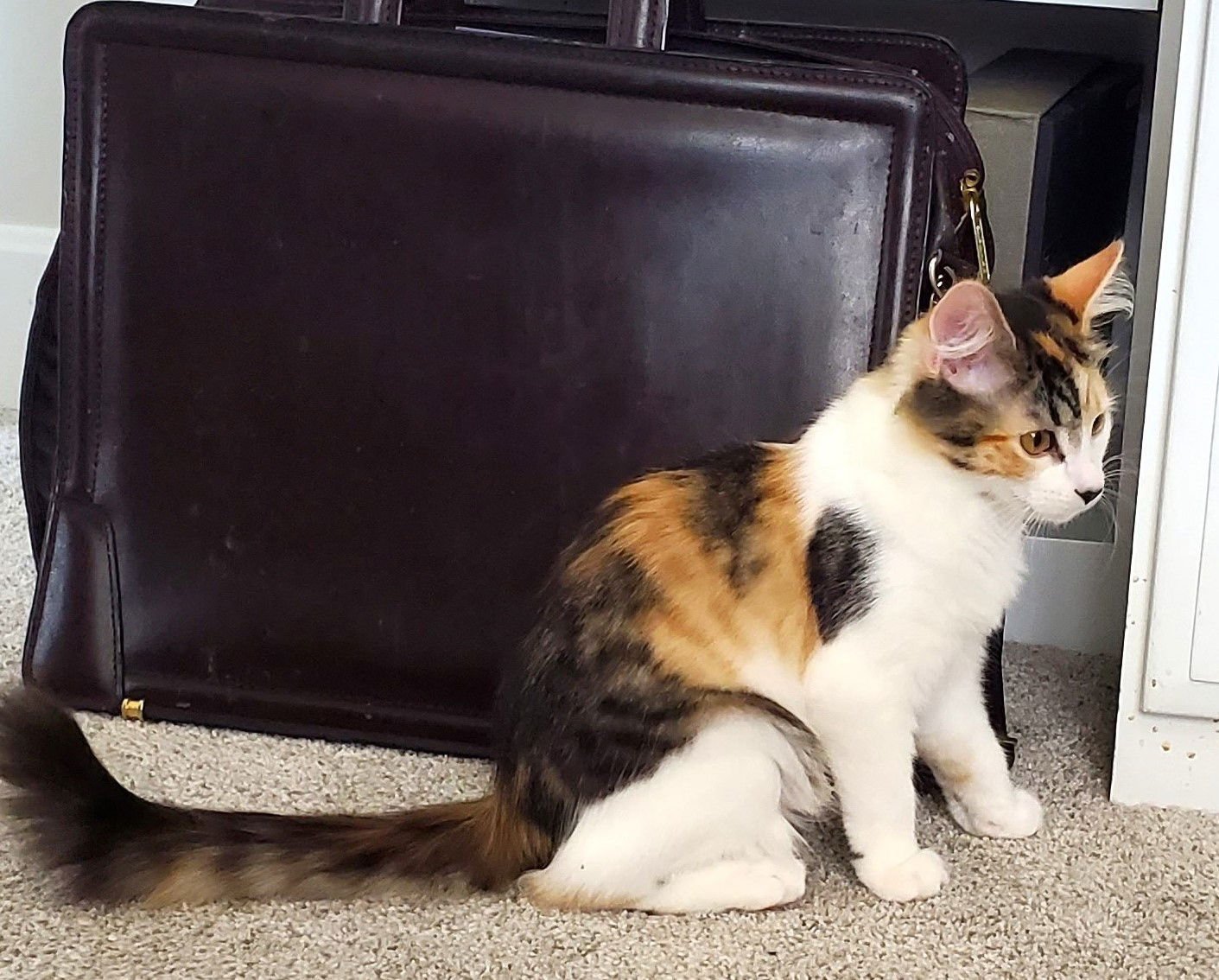HAZEL - Domestic Medium Hair / Calico available for adoption