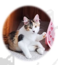 Hazel - Photo 6