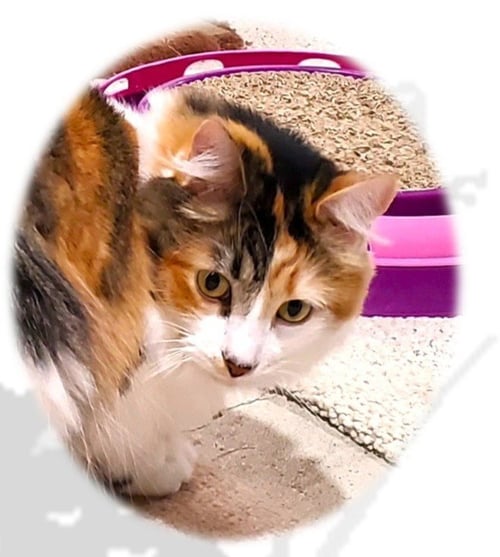 HAZEL - Domestic Medium Hair / Calico available for adoption