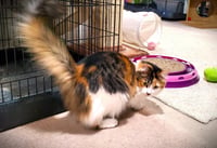 Hazel - Photo 3